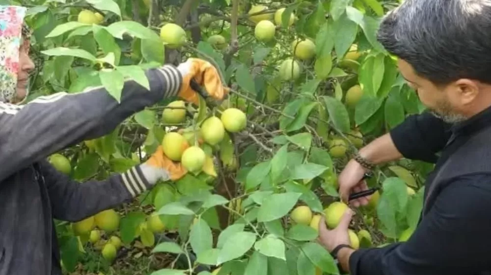 Mersin Erdemli’de limon hasadı başladı  Limon Bahçede kaç Lira