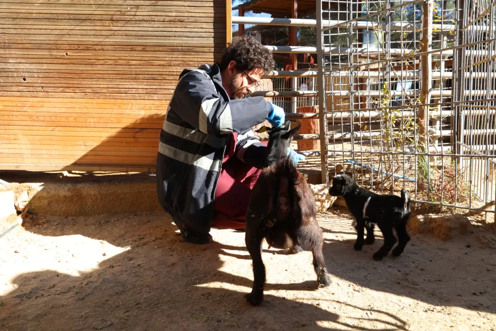 Antalya’da soğuğa hassas olan hayvanlara sıcak önlemler