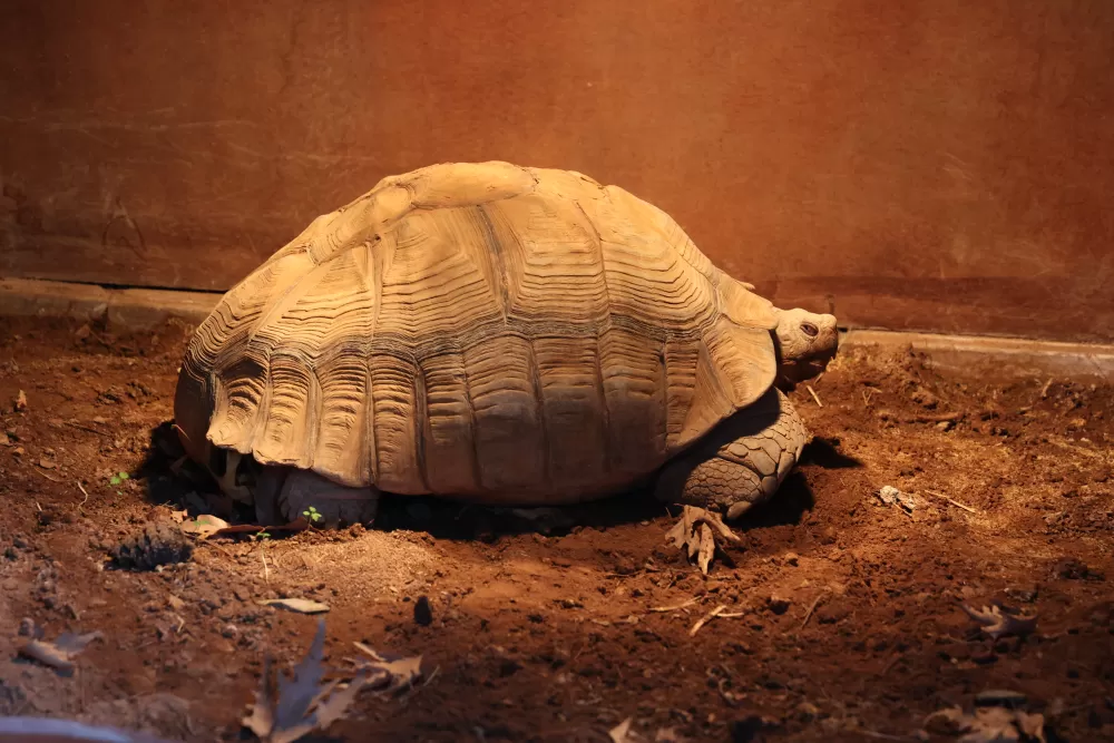 Antalya’da soğuğa hassas olan hayvanlara sıcak önlemler