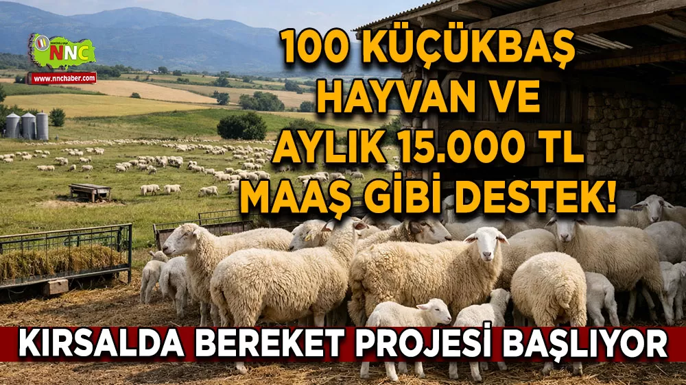 100 küçükbaş hayvan ve aylık 15.000 TL maaş gibi destek! Kırsalda bereket projesi başlıyor