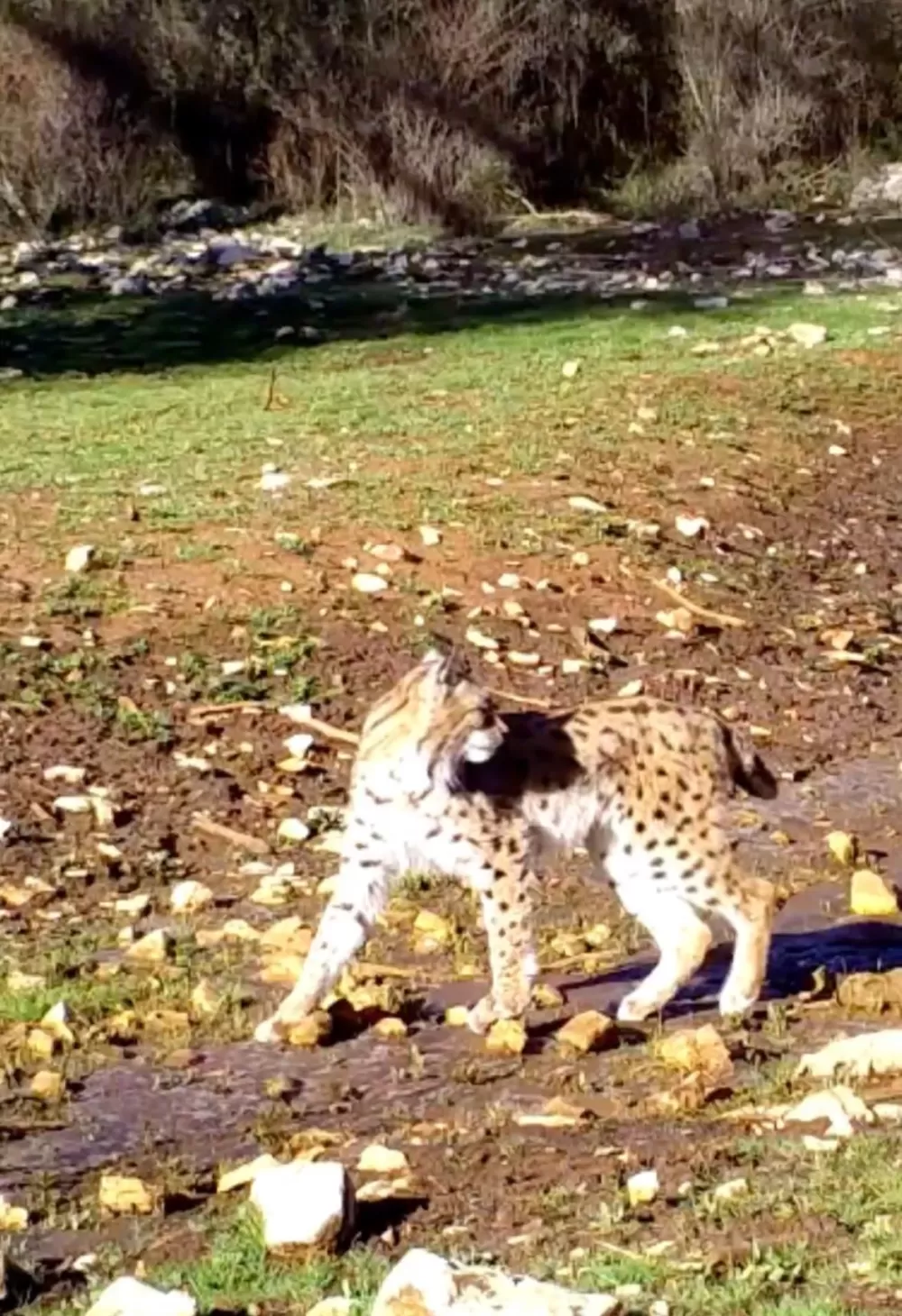 Antalya'da yaban hayatı fotokapanlara yansıdı