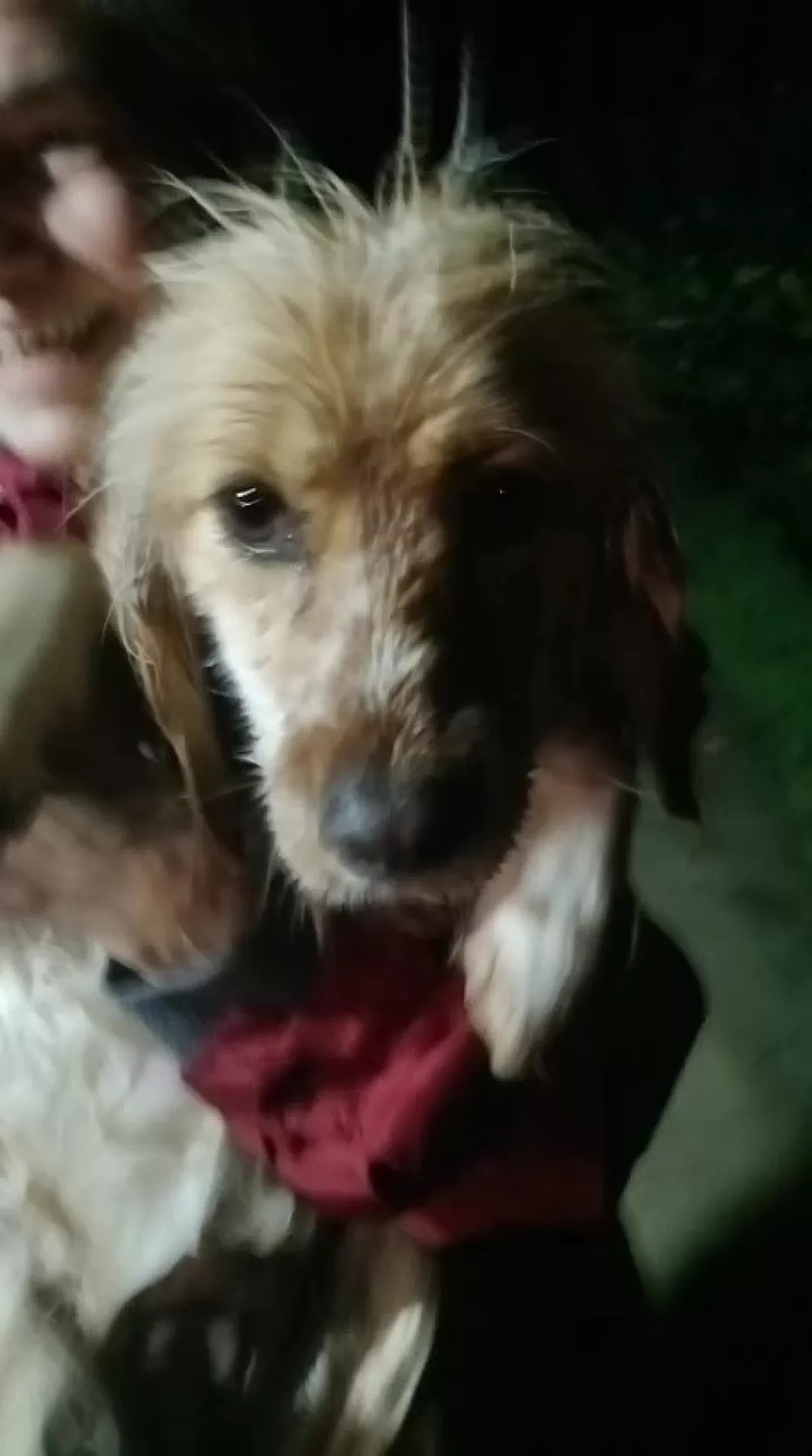 Antalya'da sel sularının bastığı barınakta mahsur kalan 27 köpek botlarla kurtarıldı