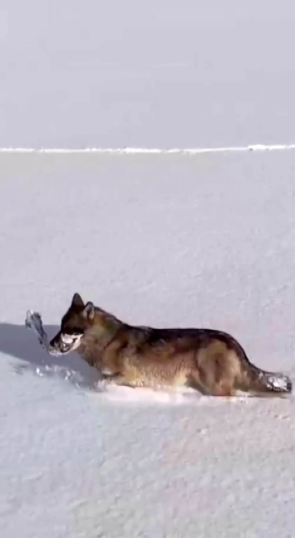 Kurt sürüsü yaşam mücadelesi veriyor! Kar üzerinde kemiklerle görüntülendiler