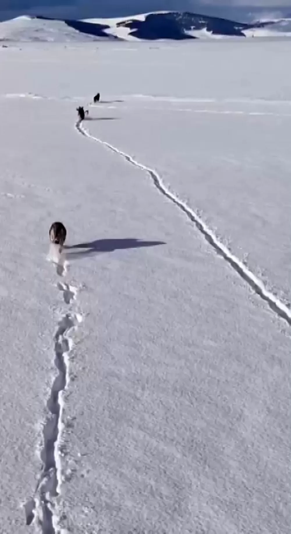 Kurt sürüsü yaşam mücadelesi veriyor! Kar üzerinde kemiklerle görüntülendiler