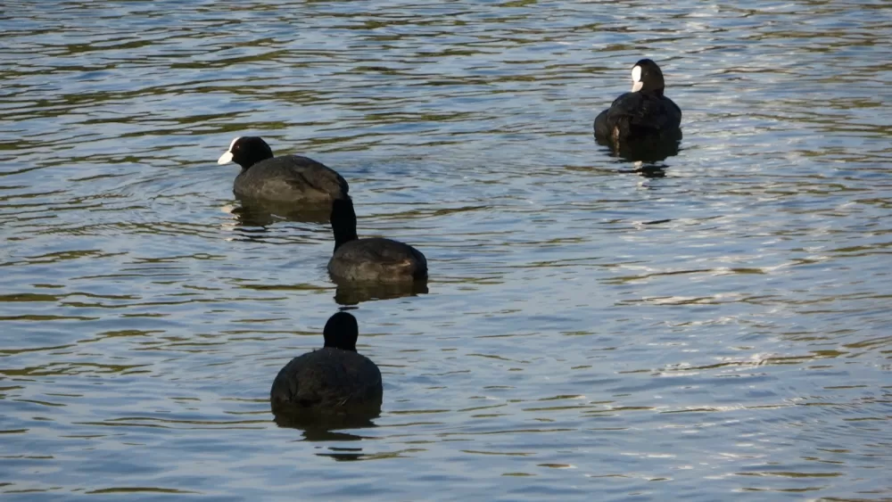 Manavgat'ta dev dalgalar Titreyengöl'ü denizle birleştirdi