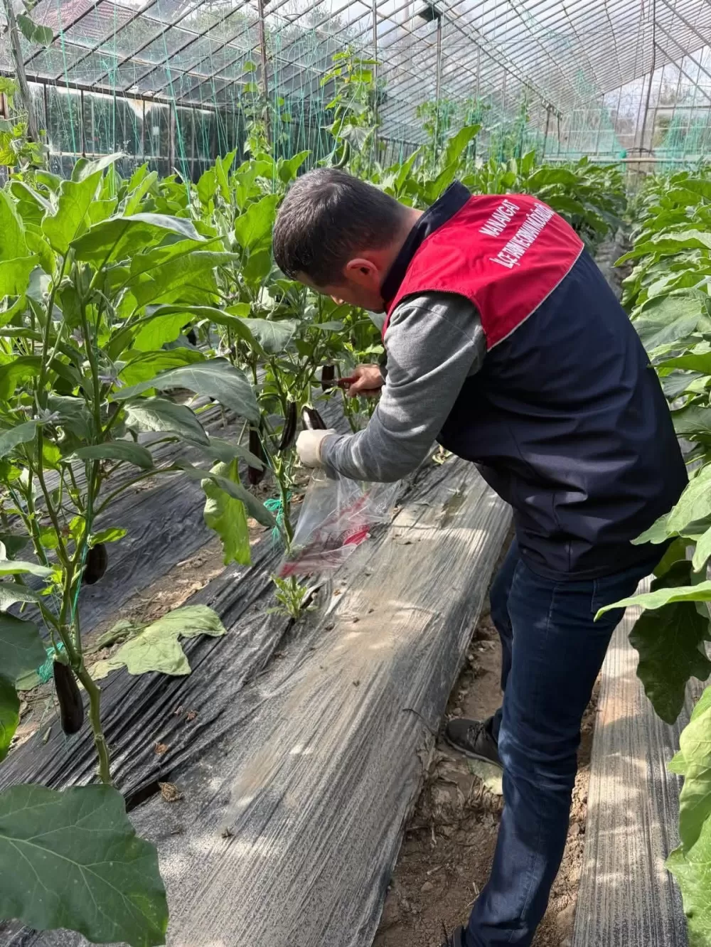 Manavgat'ta seralarda hasat öncesi pestisit denetimi