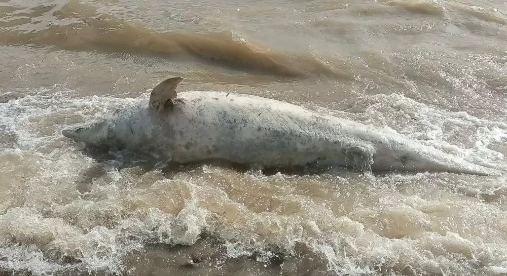 Ayvacık Sahilinde ölü yunus karaya vurdu