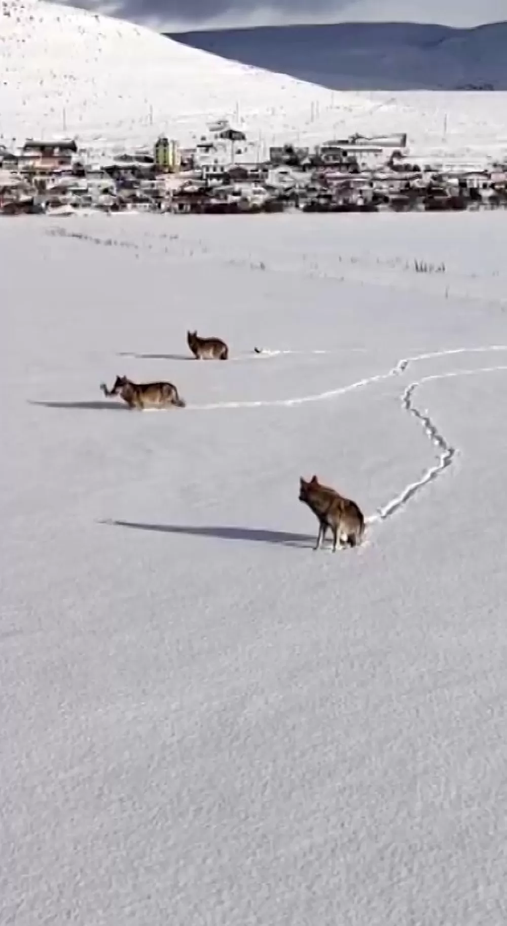 Kurt sürüsü yaşam mücadelesi veriyor! Kar üzerinde kemiklerle görüntülendiler