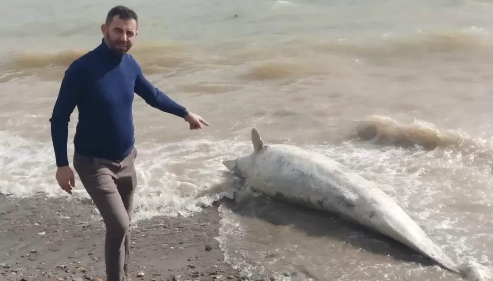 Ayvacık Sahilinde ölü yunus karaya vurdu