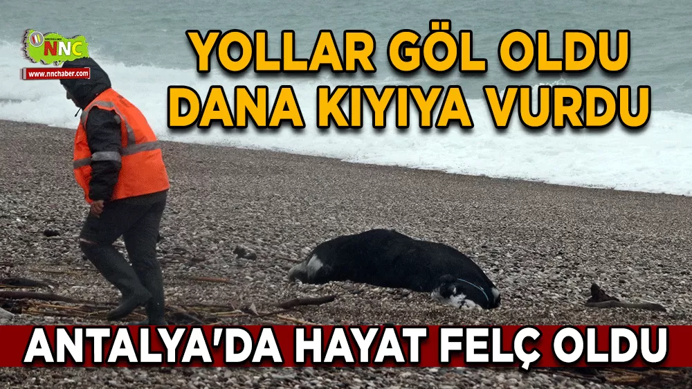 Antalya'da hayat felç oldu Yollar göl oldu, dana kıyıya vurdu