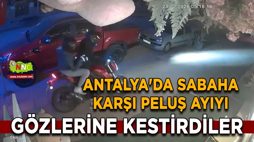 Antalya'da sabaha karşı peluş ayıyı gözlerine kestirdiler