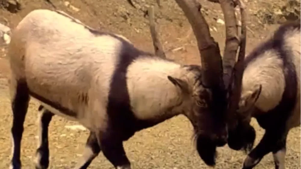 Antalya'da yaban hayatı fotokapanlara yansıdı