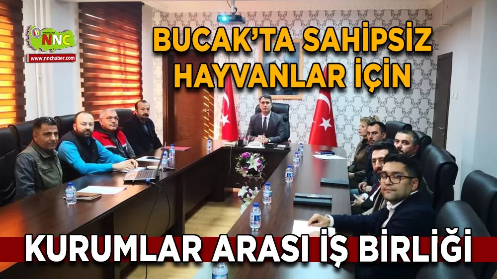 Bucak’ta sahipsiz hayvanlar için kurumlar arası iş birliği