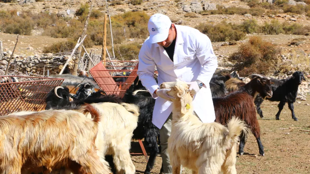 Büyükşehir Çoban Haritası Projesi ile 508 çobana destek oldu