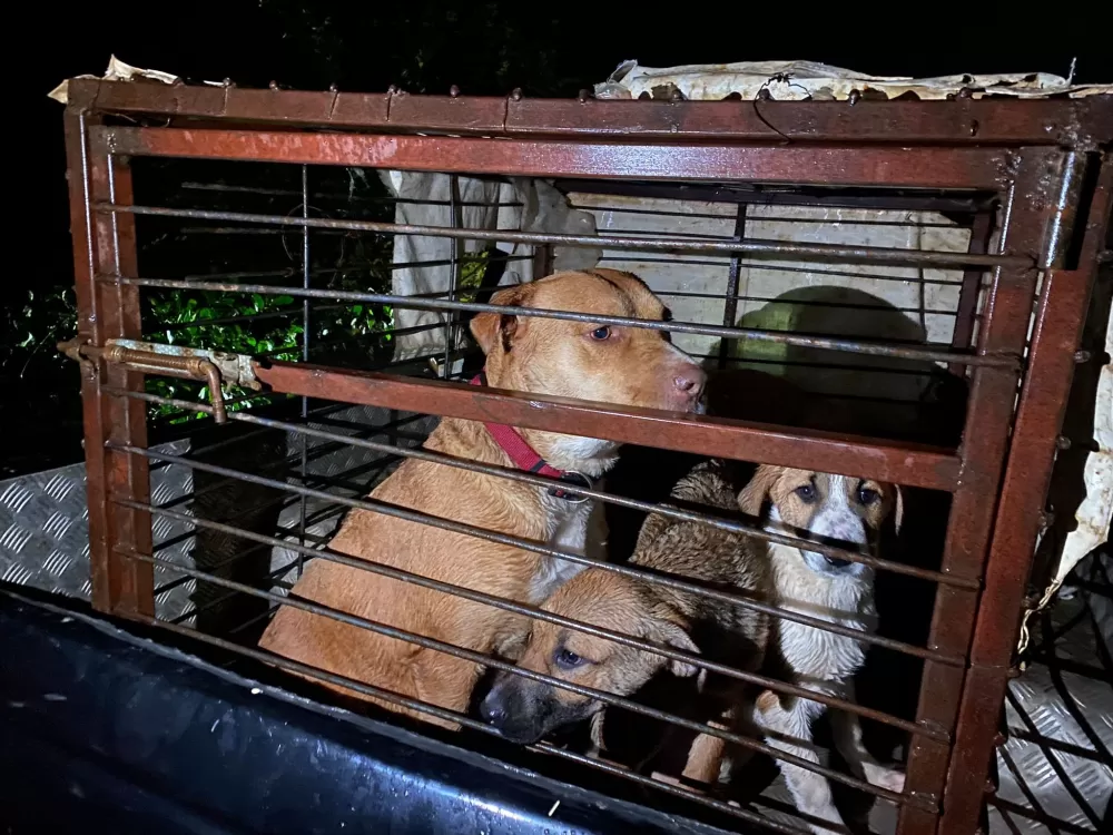 Antalya'da sel sularının bastığı barınakta mahsur kalan 27 köpek botlarla kurtarıldı