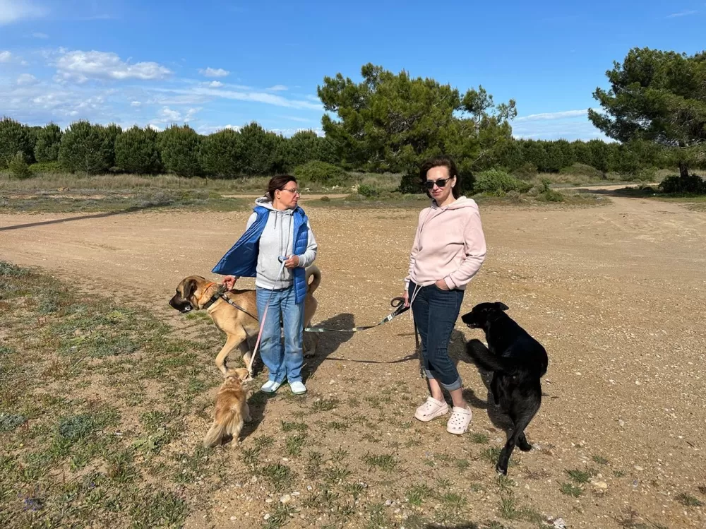 Kemer’de kaybolan köpekler için 100 bin TL ödül Takip cihazı o alanda bulundu