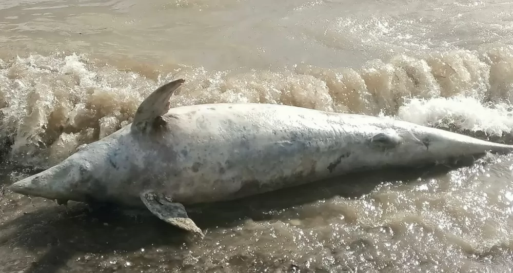 Ayvacık Sahilinde ölü yunus karaya vurdu