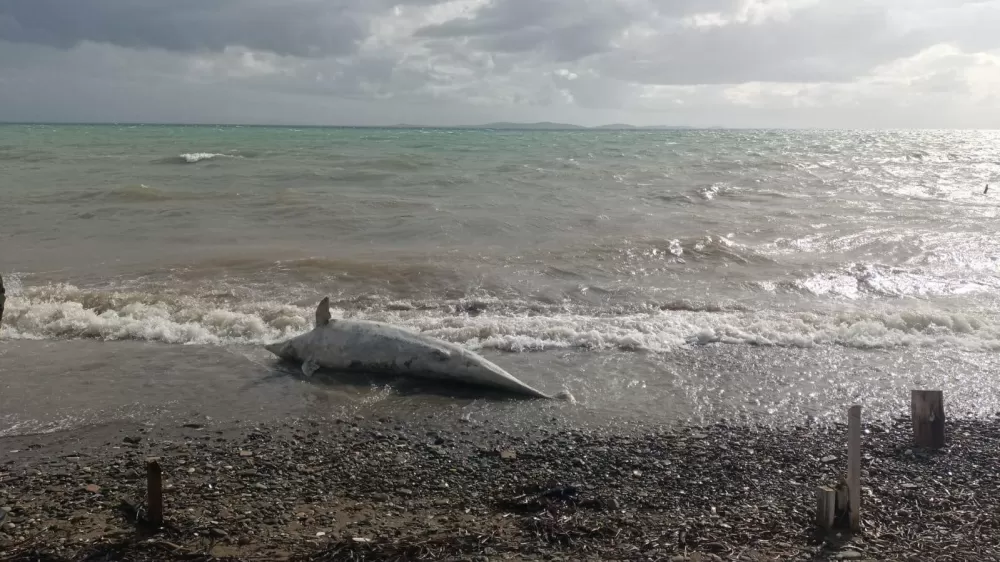 Ayvacık Sahilinde ölü yunus karaya vurdu