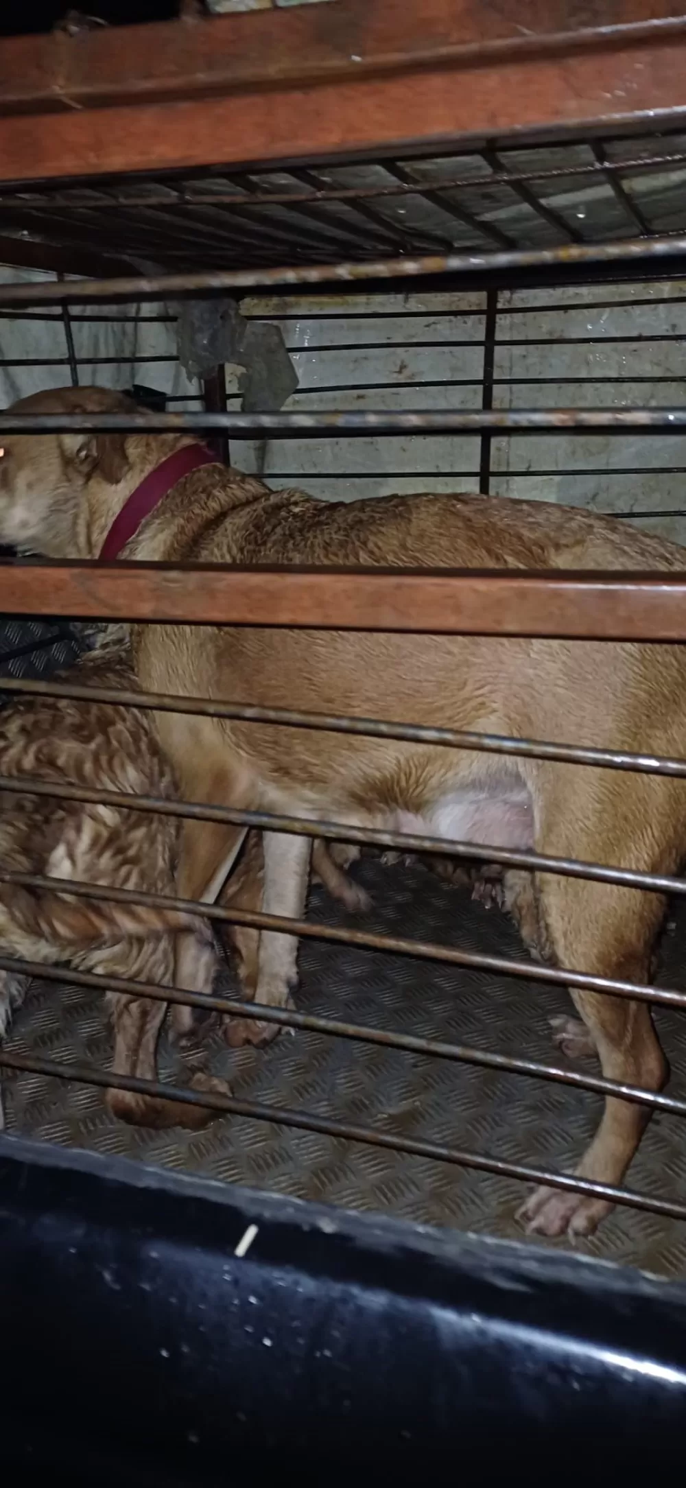 Antalya'da sel sularının bastığı barınakta mahsur kalan 27 köpek botlarla kurtarıldı