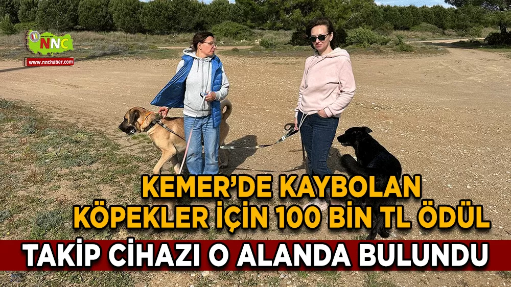 Kemer’de kaybolan köpekler için 100 bin TL ödül Takip cihazı o alanda bulundu