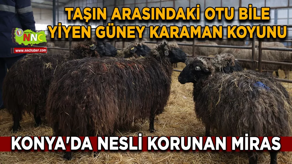 Konya'da nesli korunan miras Taşın arasındaki otu bile yiyen Güney Karaman koyunu