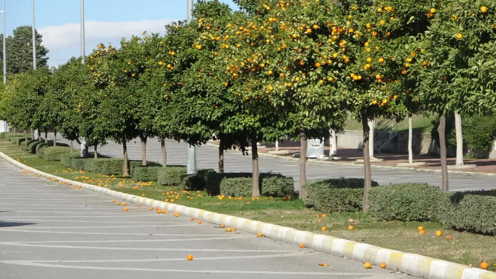 Manavgat'ta fırtına ve yağmur turunçları yollara döktü