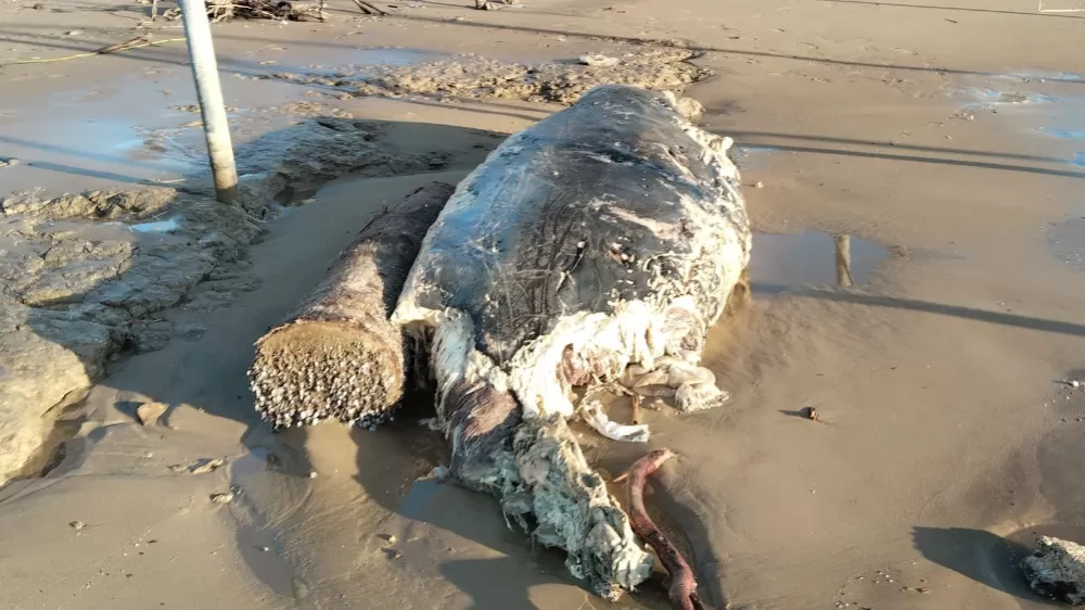 Manavgat'ta sahile ölü yunus vurdu