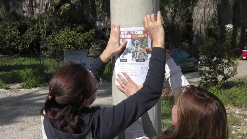 Kemer’de kaybolan köpekler için 100 bin TL ödül Takip cihazı o alanda bulundu