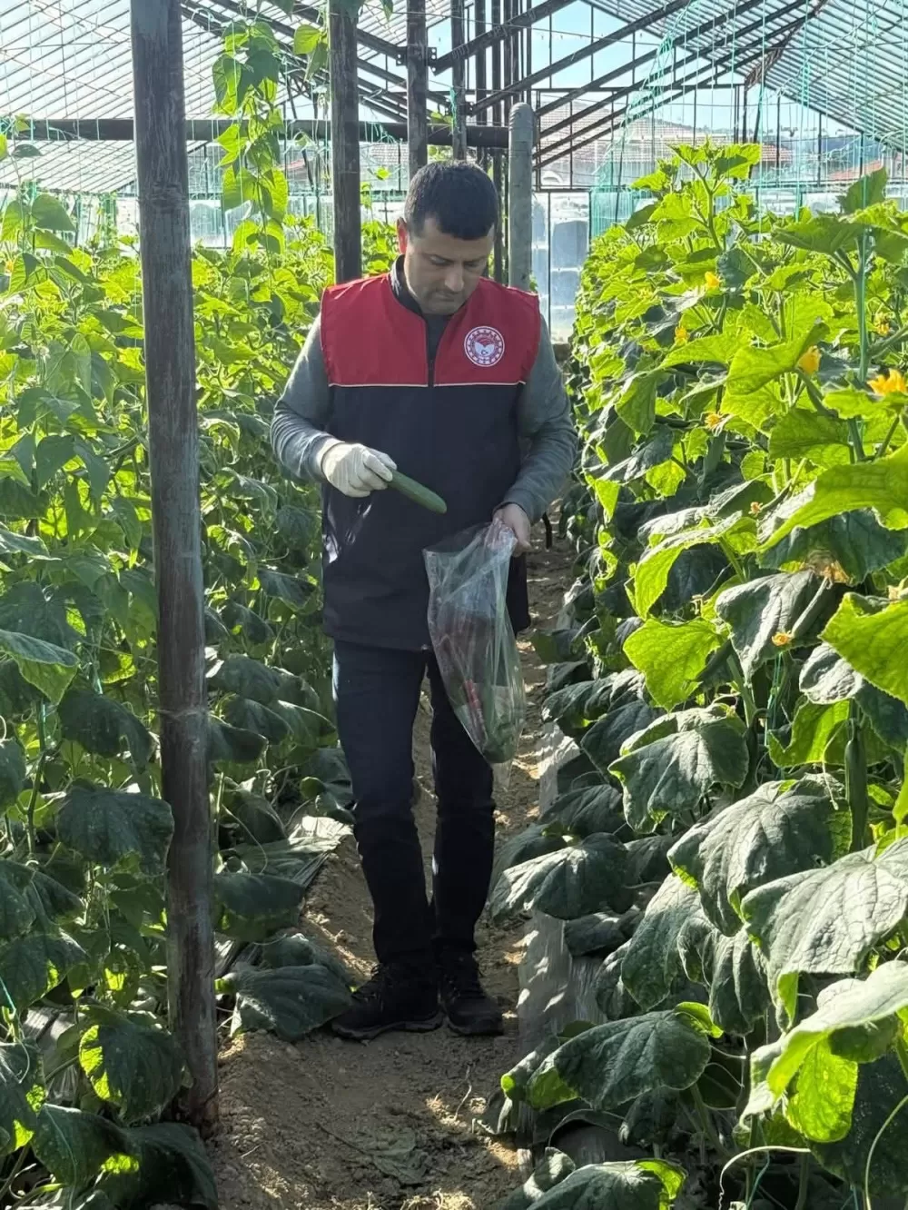 Manavgat'ta seralarda hasat öncesi pestisit denetimi