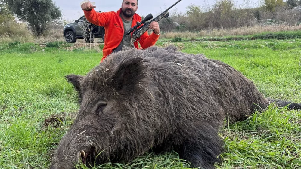 Serik'te tarım arazilerini domuzlardan korumak için sürek avları devam ediyor
