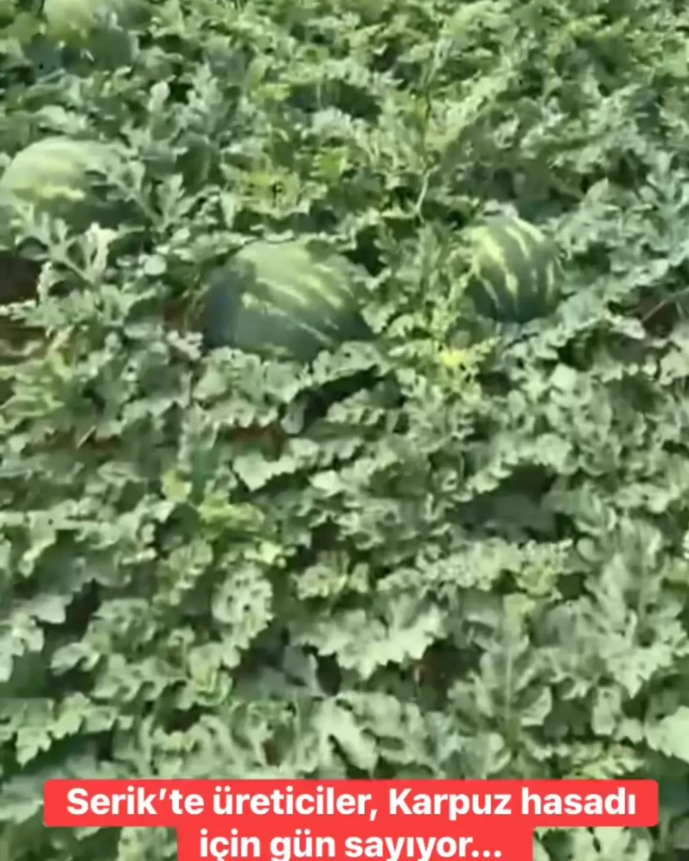 Serik'te Karpuz Hasadı Ne Zaman Başlıyor? 2026 Sezonu Karpuz Hasadı Heyecanı Başladı