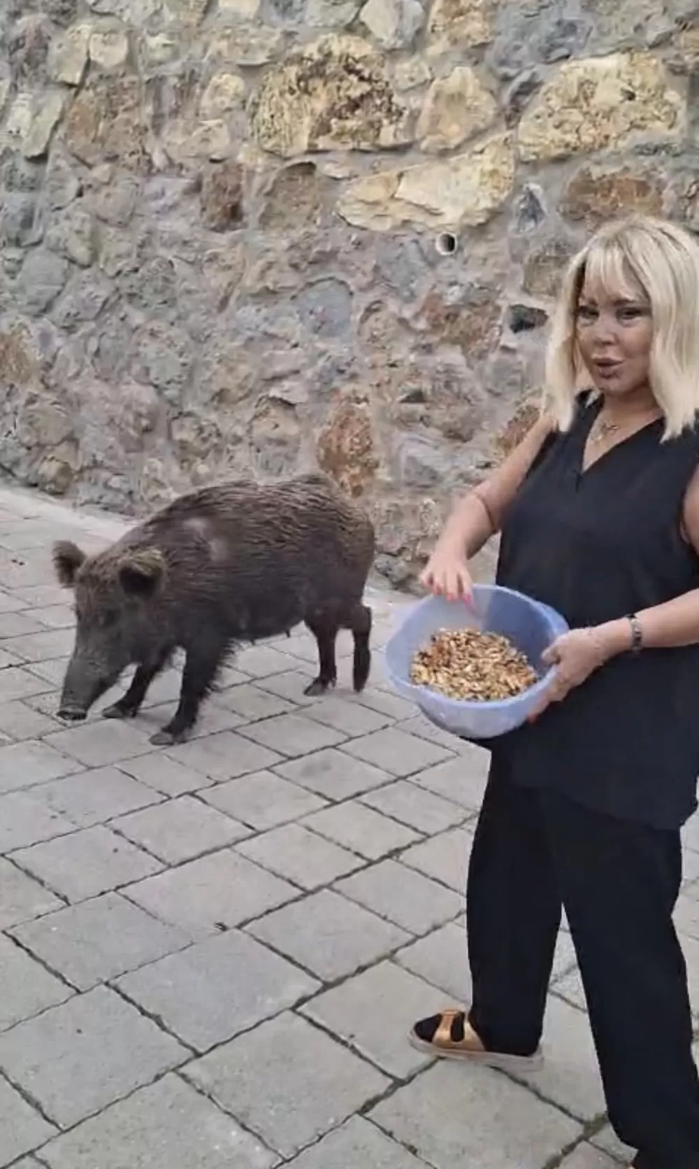 Ünlü Sanatçı  Safiye Soyman kapısına gelen domuzu elleriyle besledi