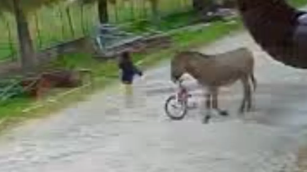 Afyon'da yılın olayı  Eşek saldırısında 5 Yaşındaki Çocuk Ağır Yaralandı!