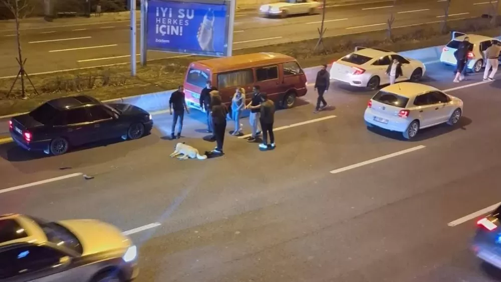   Ankara'da başıboş köpek sorunu kazalara neden oluyor