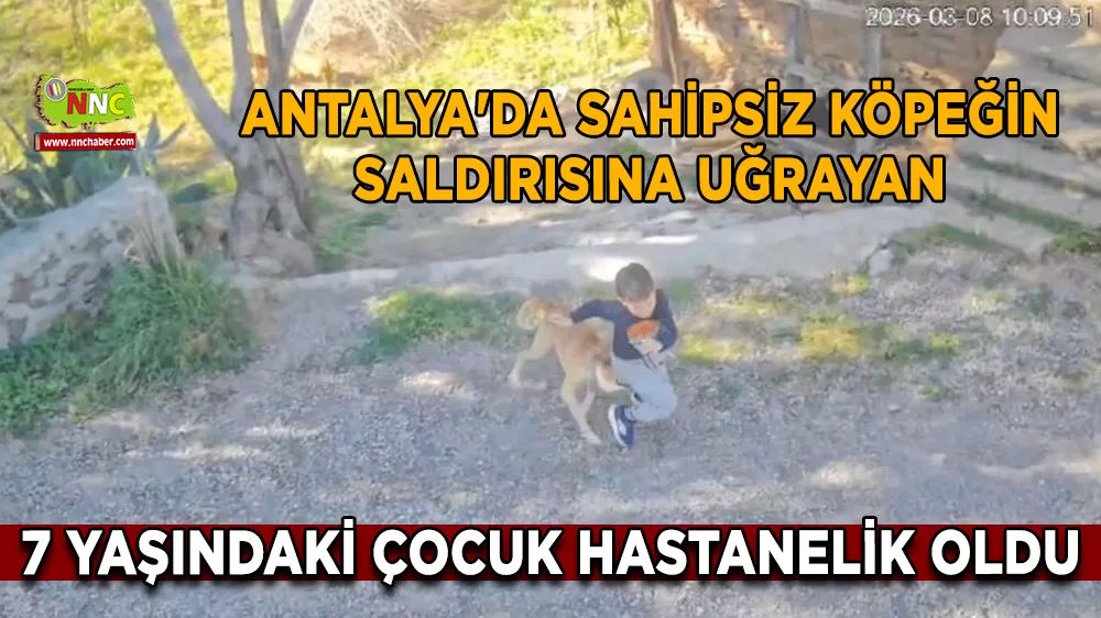 Antalya'da sahipsiz köpeğin saldırısına uğrayan 7 yaşındaki çocuk hastanelik oldu