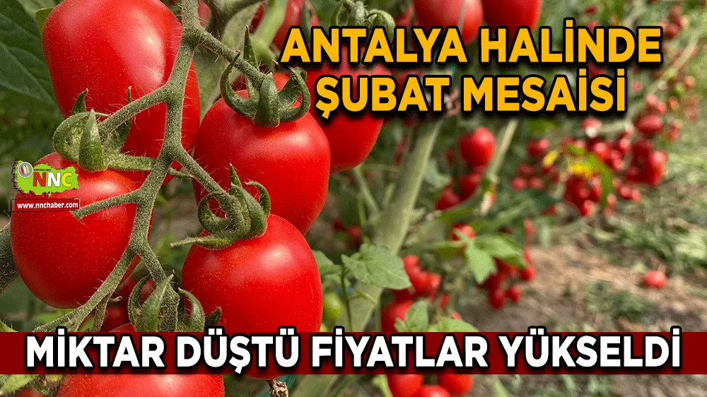 Antalya halinde Şubat mesaisi Miktar düştü fiyatlar yükseldi