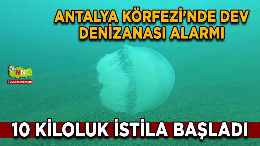 Antalya Körfezi'nde dev denizanası alarmı 10 kiloluk istila başladı