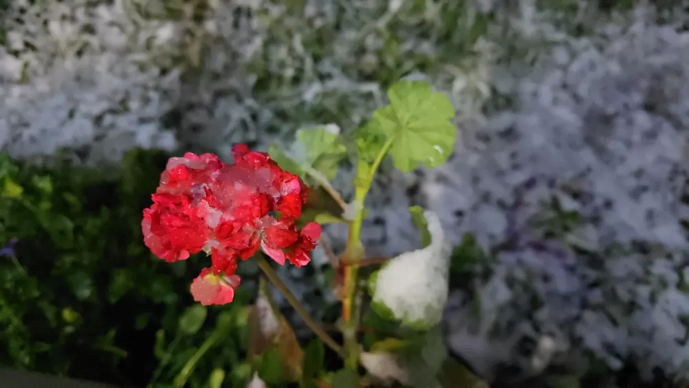 Denizli ve ilçelerinde Bahar ayında lapa lap kar araçlar yolda kalırken çocuklar keyfini çıkardı 