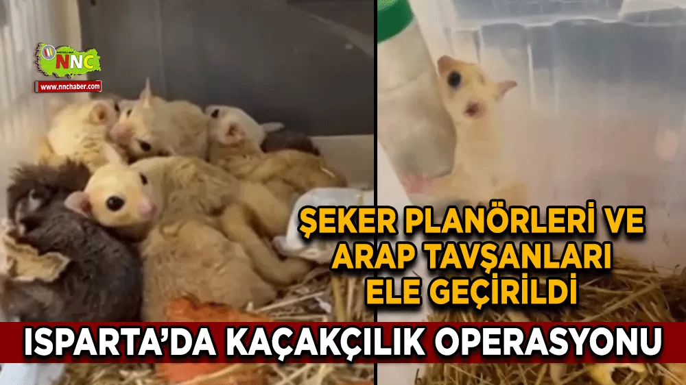 Isparta’da kaçakçılık operasyonu Şeker planörleri ve Arap tavşanları ele geçirildi