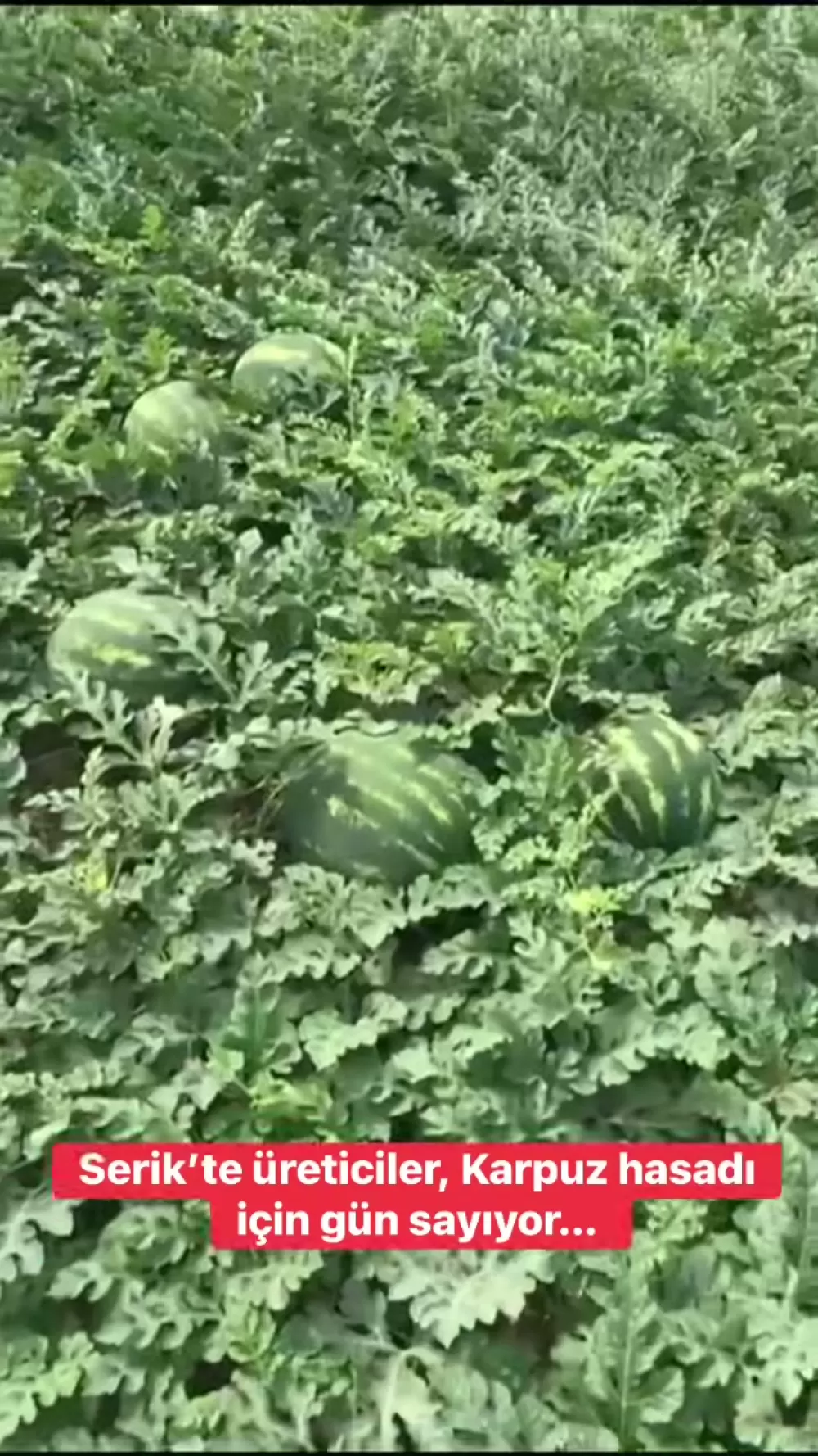 Serik'te Karpuz Hasadı Ne Zaman Başlıyor? 2026 Sezonu Karpuz Hasadı Heyecanı Başladı