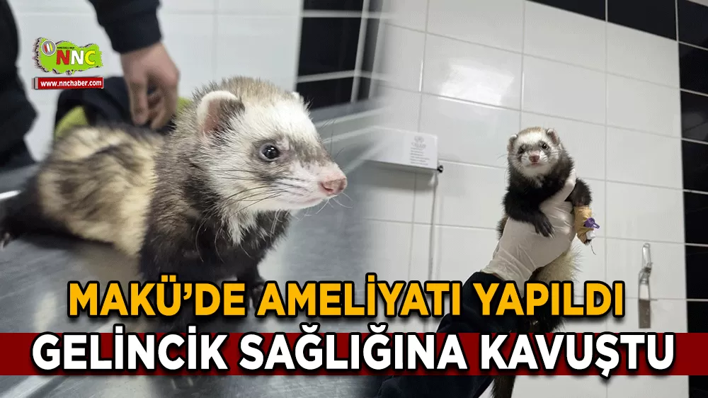 MAKÜ Hayvan Hastanesi’nde hayati risk taşıyan gelincik ameliyatla kurtarıldı