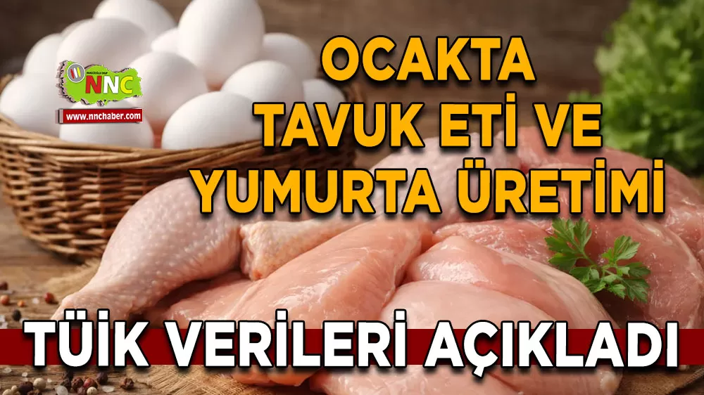 Ocak ayı kümes hayvancılığı üretim raporu Tavuk ve yumurta artışta