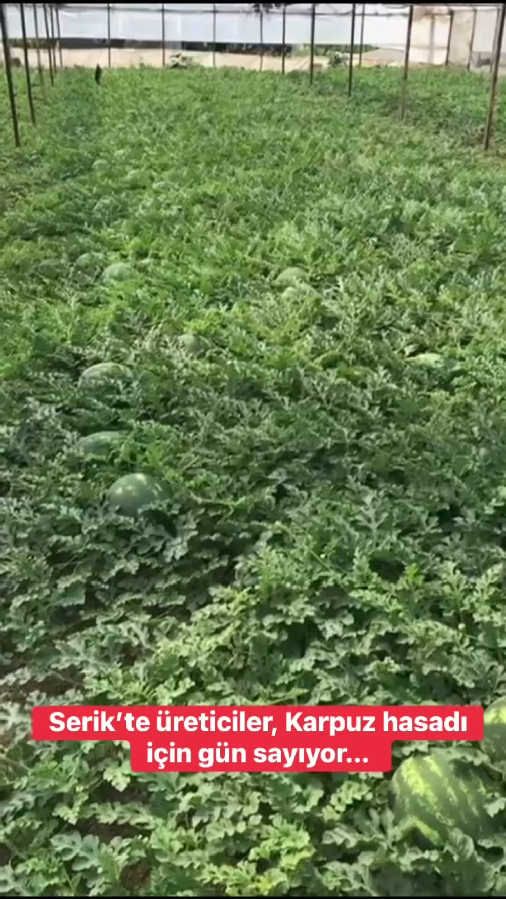 Serik'te Karpuz Hasadı Ne Zaman Başlıyor? 2026 Sezonu Karpuz Hasadı Heyecanı Başladı