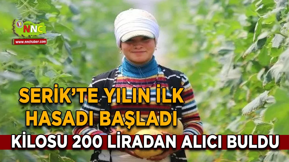 Serik’te yılın ilk hasadı başladı Kilosu 200 liradan alıcı buldu