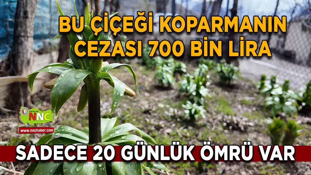 Şırnak’ta ters laleler çiçek açtı Koparmanın cezası 700 bin liraya yükseldi