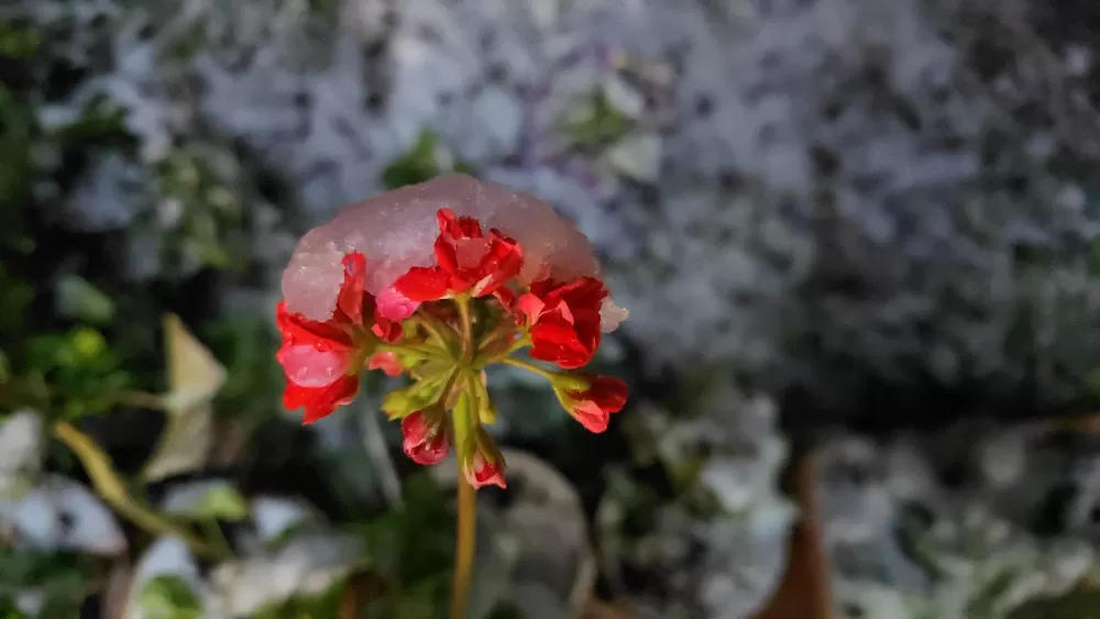 Denizli ve ilçelerinde Bahar ayında lapa lap kar araçlar yolda kalırken çocuklar keyfini çıkardı 