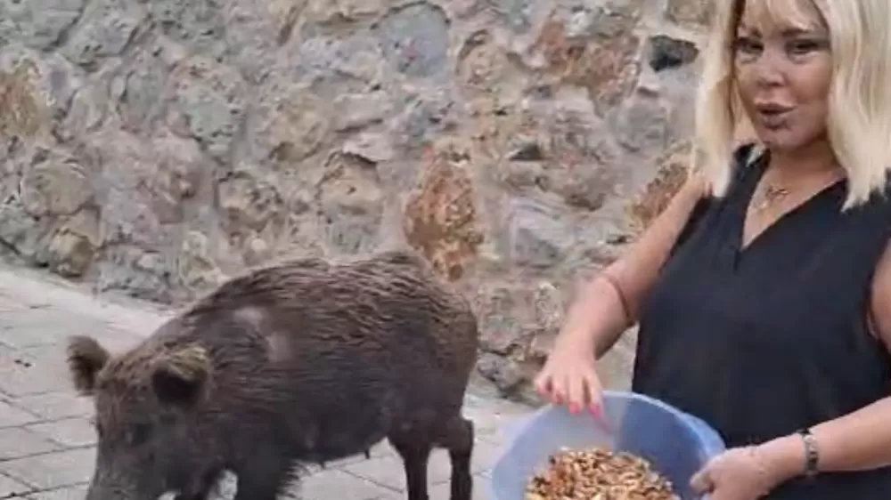 Ünlü Sanatçı  Safiye Soyman kapısına gelen domuzu elleriyle besledi