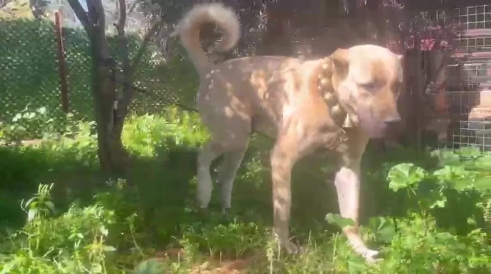 Antalya'da kaçak köpek üretimine ceza Üretime 327 bin şikayet edene 457 bin