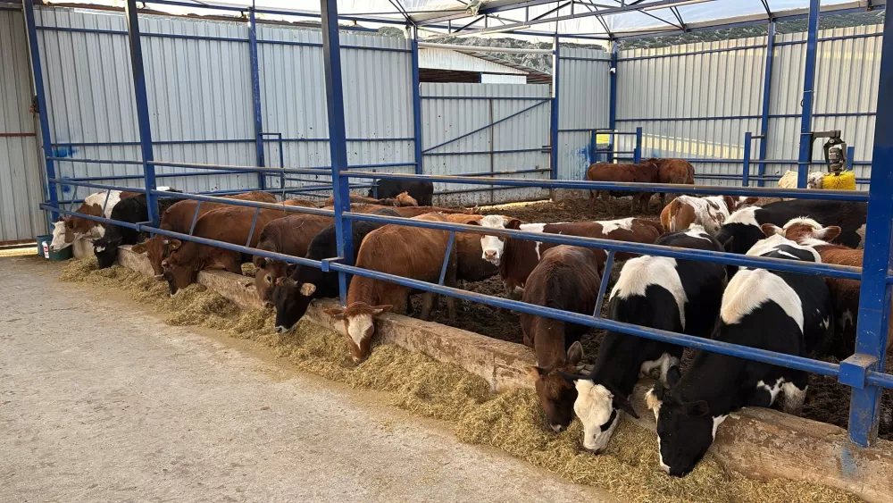 Kuytu Büyükbaş Besi Çiftliğinde kurbanlıklar sizi bekliyor