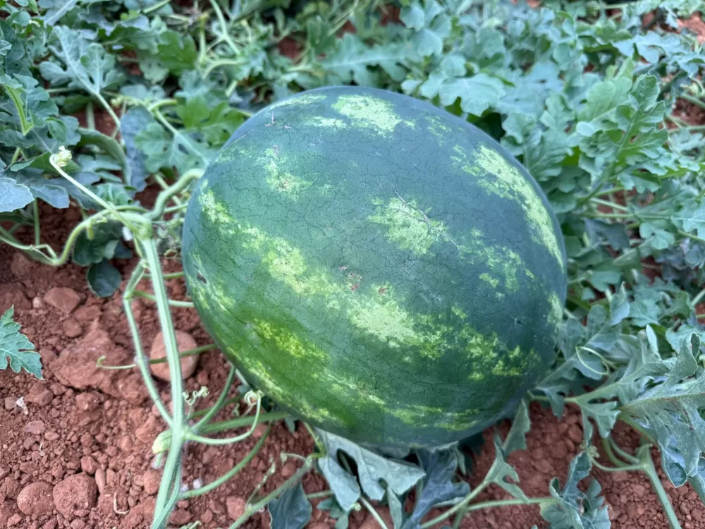 Antalya'da kış karpuzu hasadı için geri sayım başladı
